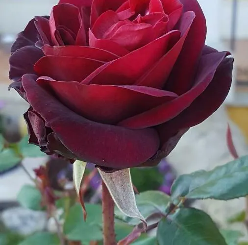 Le Rose Di Prázdninový dům Modica