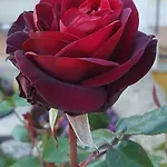Le Rose Di Σπίτι διακοπών Μόντικα