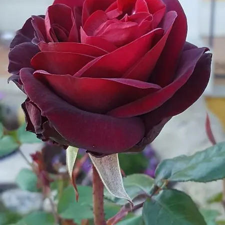 Le Rose Di 度假居 莫迪卡