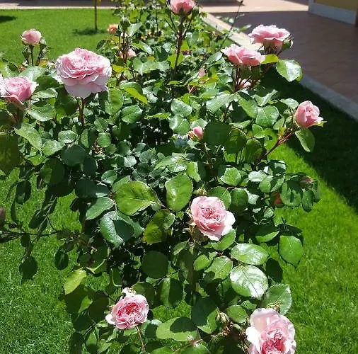 度假居 Le Rose Di *